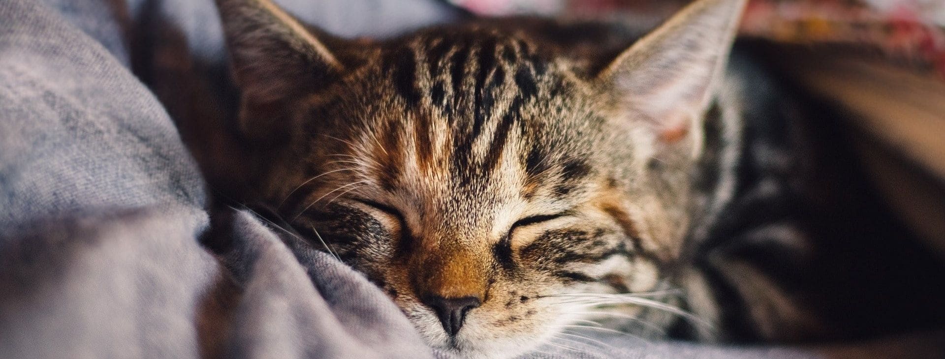 Chat qui dort sur une couverture